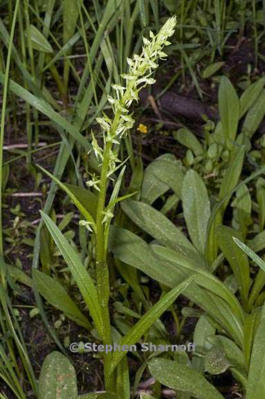 platanthera sparsiflora 5 graphic